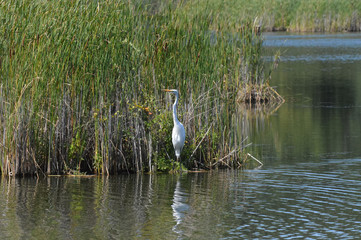Egret