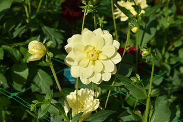 Obraz na płótnie Canvas Dahlia jaune au jardin en été