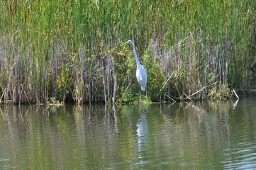 Egret