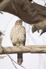 Cooper's Hawk