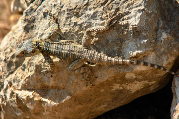 Greek lizard on a rock  on the island of Rhodes.