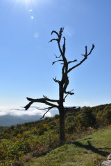 Dead Tree