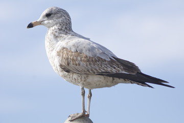Ring-billed Gull