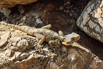 Greek lizard on a rock  on the island of Rhodes.