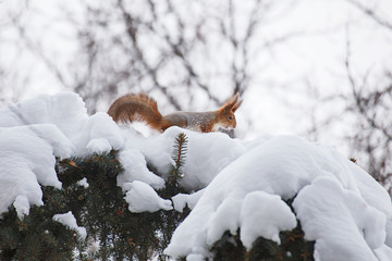 Squirrel in Winter