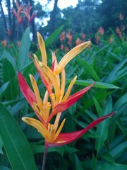 Heliconia psittacorum flower in a Singaporean garden