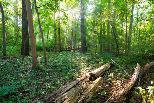 Sonnenstrahlen in einem Walden im Herbst