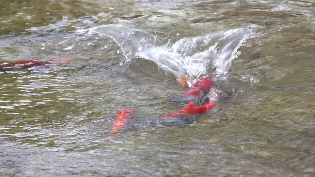 Spawning Kokanee Salmon swimming, circling and chasing in shallow waters in rocky bottom stream