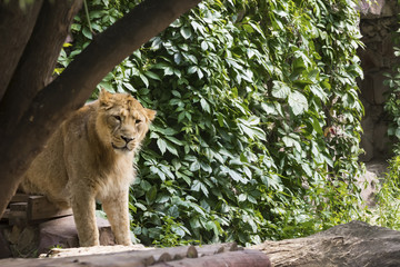 Naklejka premium pride rests before the hunt, young male Asian lion
