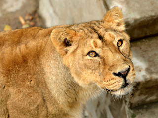 Obraz na płótnie Canvas Portrait of lioness (Panthera Leo Persica)