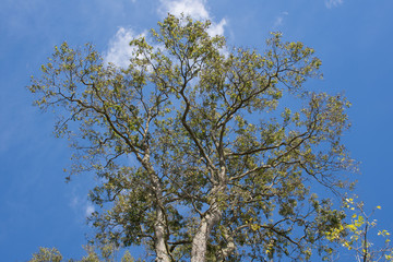Tree Scape