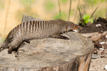 the striped mongoose rests on a stump in Ruaha National Park ,Iringa,Tansania