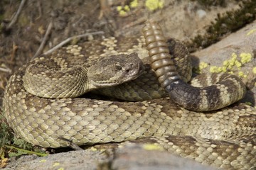 Obraz premium Northern Pacific Rattlesnake