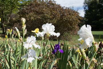 Obraz premium Purple and White Iris