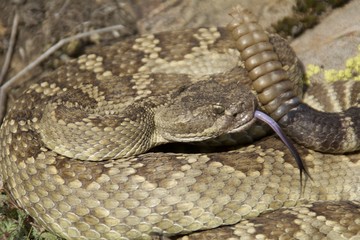 Northern Pacific Rattlesnake
