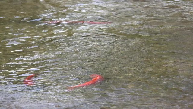 Spawning Kokanee Salmon swimming, circling and chasing in shallow waters in rocky bottom stream