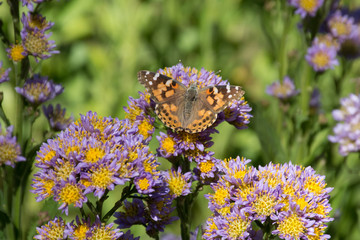 Butterfly of flowers