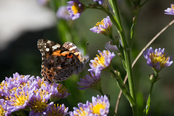 Butterfly on flower