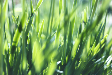 Fresh green grass closeup. Soft Focus. Nature Background