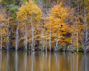 fall trees on lake edge