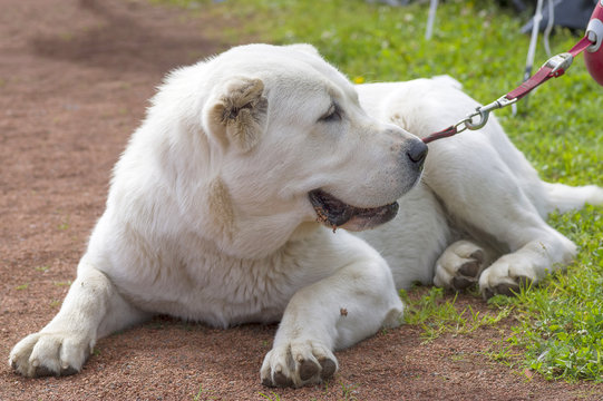 Caucasian Shepherd Dog