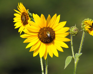 Sunflower and bee