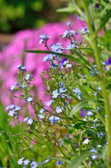 small purple flowers