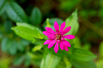 Obraz premium Pink narroeleaf Zinnia