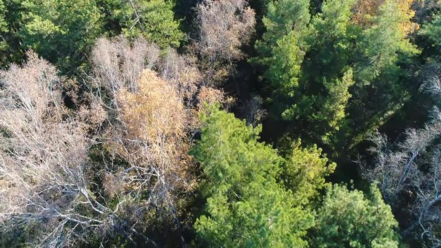 The drone is flying over the forest. View from above.Autumn, fallen leaves