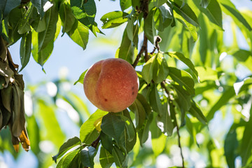 樹上の桃の実
