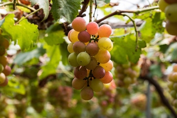 熟れ始めの葡萄の実