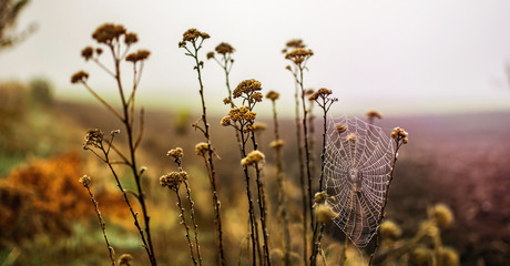 Foggy autumn field with wild herbs. Blurred Background