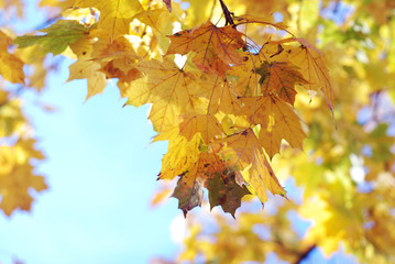 Autumn leaves with the blue sky background, fall concept