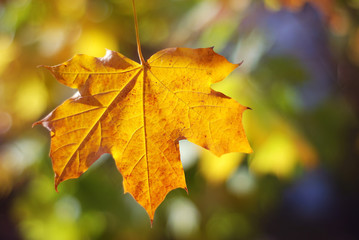 Naklejka na ściany i meble Autumn colors. Autumn leaves in autumn colors and bokeh lights. Fall.