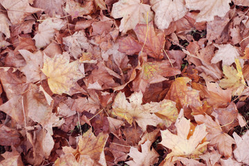 Texture of autumn maple leaves. Photographed in the autumn park