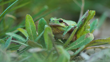 Grenouille verte, rainette méridionale posée dans l'herbe sur une plante verte, dans un jardin en campagne.