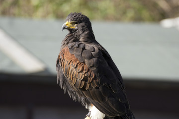 Bird of prey