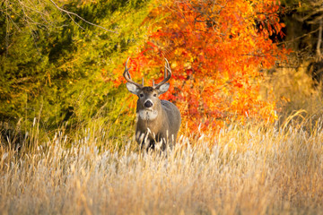 This Whitetail Buck was searching for doe along this very colorful tree line at sunrise on this late Autumn morning. - 177282108