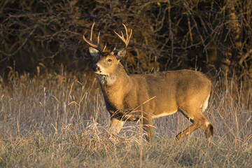 Naklejka na ściany i meble This large Whitetail Buck had been spending some time in the grass field along a tree line in Kansas. Late Autumn and early Winter is the rut season for deer in this region.