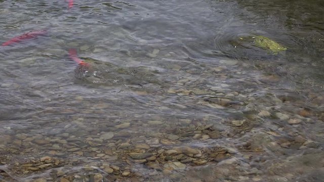 Spawning Kokanee Salmon swimming upstream in shallow rocky bottom stream