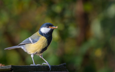 Obraz premium great tit with a worm