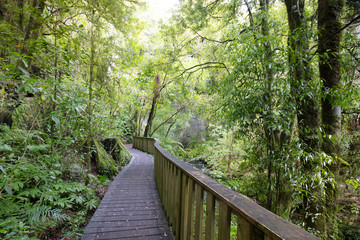 Fototapeta premium Mangapohue Natural Bridge