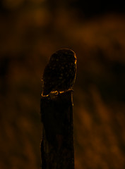 Little owl in a sunset silhouette