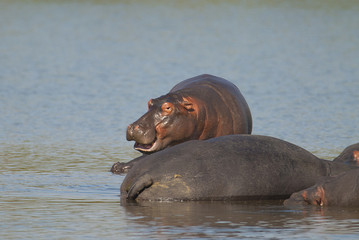 Fototapeta na wymiar HIPPOPOTAMUS AMPHIBIUS, South Africa