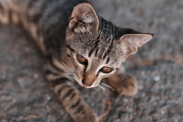 A beautiful homeless cat with big ears and eyes lies on the road