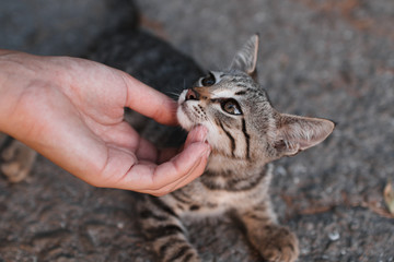 A girl is stroking in the street a beautiful homeless cat