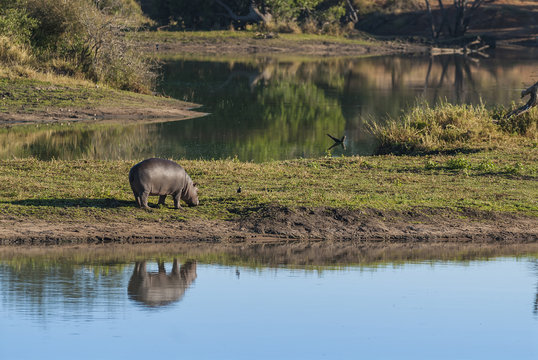 HIPPOPOTAMUS AMPHIBIUS, South Africa