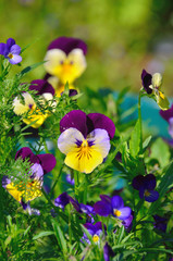 yellow pansy