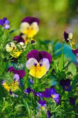 Cercles muraux Pansies yellow pansy
