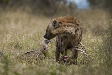 Hyena South Africa